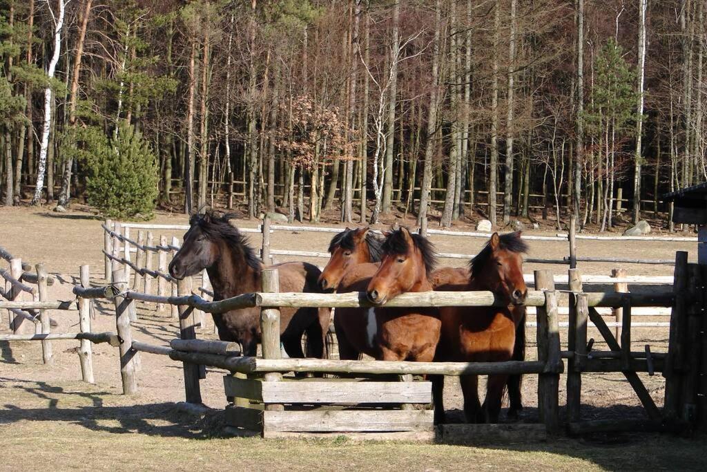 Na Wysokiej Gorce- Agroturystyka Grabowiec  Dış mekan fotoğraf